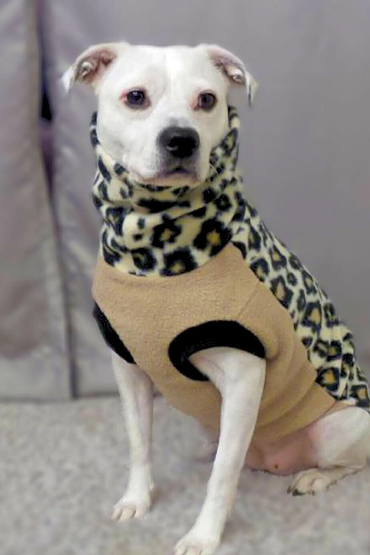 35% OFF SALE - The Leopard Dog Sweater - MEDIUM